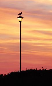 Preview wallpaper bird, lantern, silhouette, sunset, sky