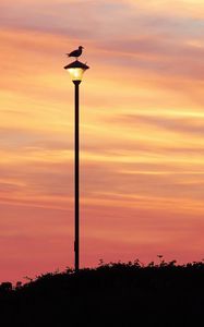 Preview wallpaper bird, lantern, silhouette, sunset, sky