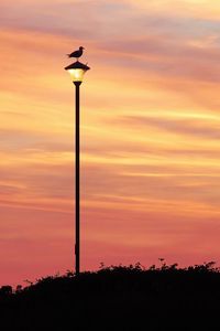 Preview wallpaper bird, lantern, silhouette, sunset, sky