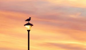 Preview wallpaper bird, lantern, silhouette, sunset, sky
