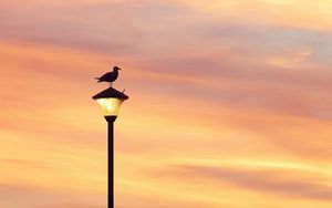 Preview wallpaper bird, lantern, silhouette, sunset, sky