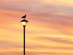 Preview wallpaper bird, lantern, silhouette, sunset, sky