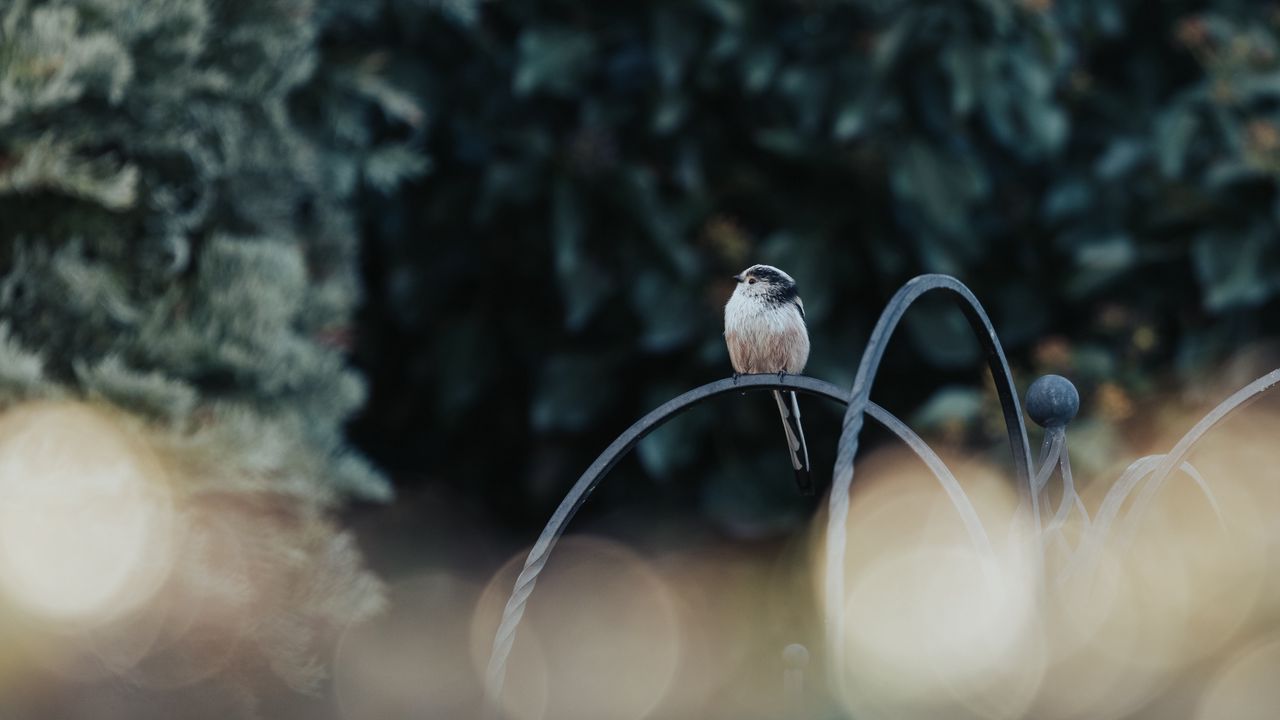 Wallpaper bird, lens flare, blur