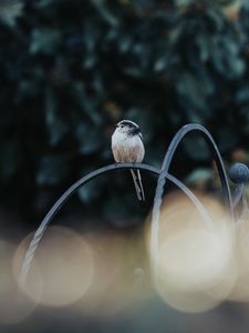 Preview wallpaper bird, lens flare, blur