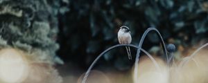 Preview wallpaper bird, lens flare, blur