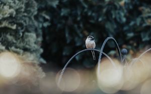 Preview wallpaper bird, lens flare, blur