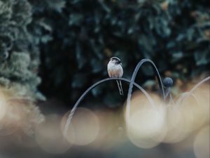 Preview wallpaper bird, lens flare, blur