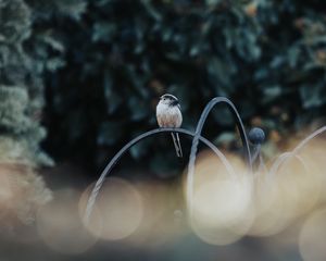 Preview wallpaper bird, lens flare, blur