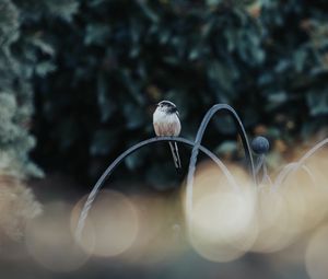 Preview wallpaper bird, lens flare, blur