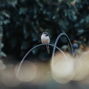 Preview wallpaper bird, lens flare, blur