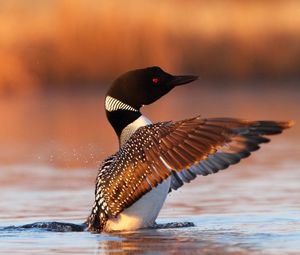 Preview wallpaper bird, loon, wings, water, spray