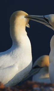 Preview wallpaper bird, love, couple, tenderness, care