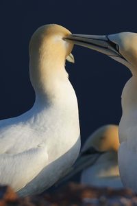 Preview wallpaper bird, love, couple, tenderness, care