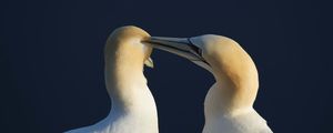 Preview wallpaper bird, love, couple, tenderness, care