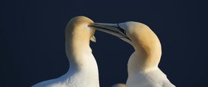 Preview wallpaper bird, love, couple, tenderness, care