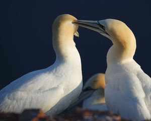 Preview wallpaper bird, love, couple, tenderness, care