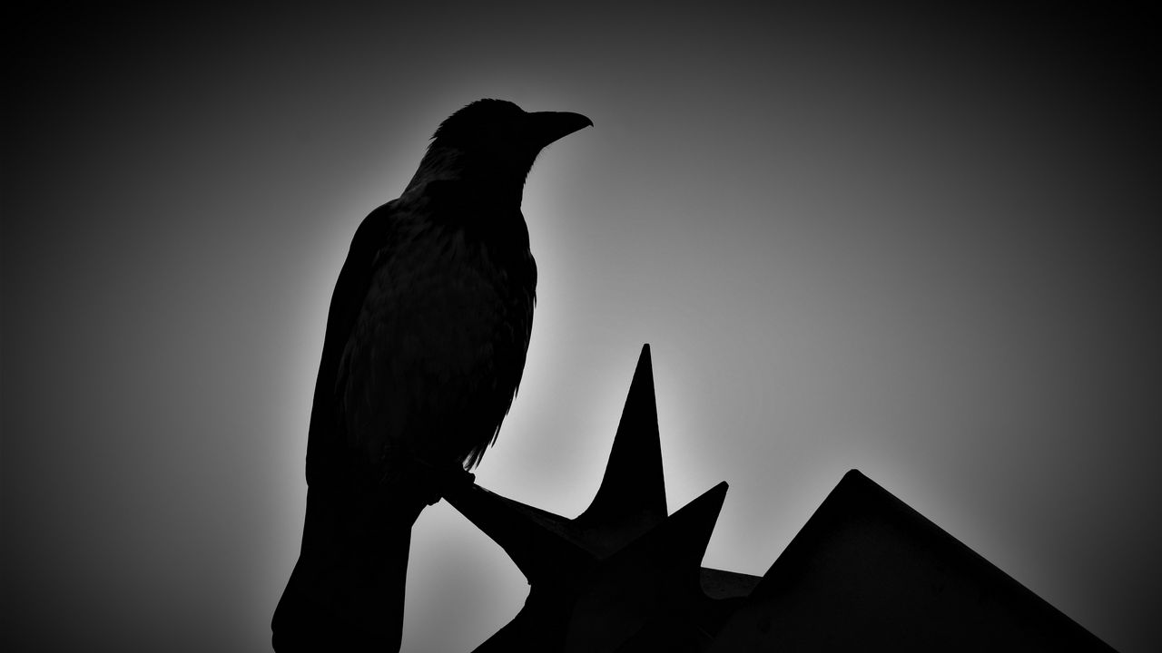 Wallpaper bird, monochrome, silhouettes, dark