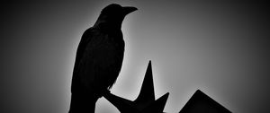 Preview wallpaper bird, monochrome, silhouettes, dark