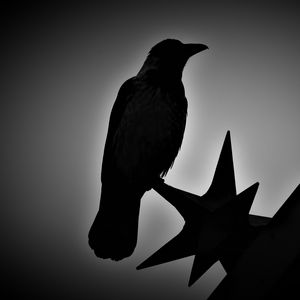 Preview wallpaper bird, monochrome, silhouettes, dark