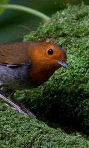 Preview wallpaper bird, moss, amber, feathers, green, nature