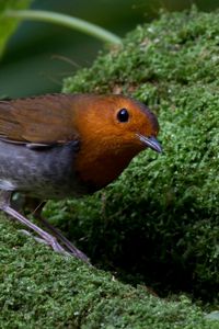 Preview wallpaper bird, moss, amber, feathers, green, nature