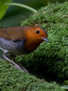 Preview wallpaper bird, moss, amber, feathers, green, nature