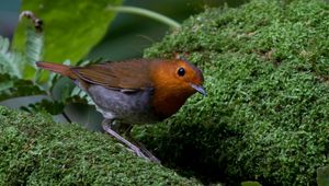 Preview wallpaper bird, moss, amber, feathers, green, nature