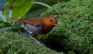 Preview wallpaper bird, moss, amber, feathers, green, nature