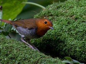 Preview wallpaper bird, moss, amber, feathers, green, nature