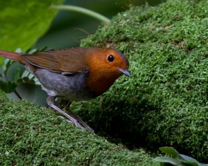 Preview wallpaper bird, moss, amber, feathers, green, nature