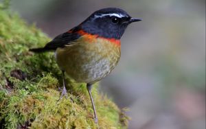 Preview wallpaper bird, moss, feathers, macro