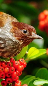 Preview wallpaper bird, mountain ash, sparrow, flowers, branches