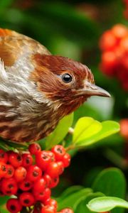 Preview wallpaper bird, mountain ash, sparrow, flowers, branches