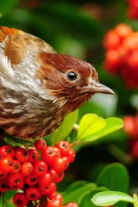 Preview wallpaper bird, mountain ash, sparrow, flowers, branches