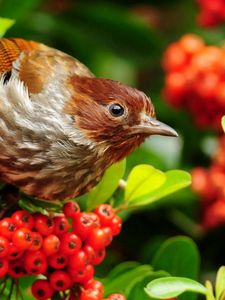 Preview wallpaper bird, mountain ash, sparrow, flowers, branches