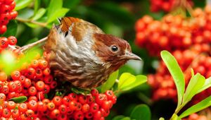 Preview wallpaper bird, mountain ash, sparrow, flowers, branches