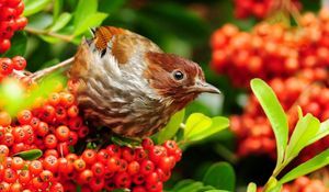 Preview wallpaper bird, mountain ash, sparrow, flowers, branches