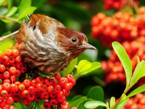 Preview wallpaper bird, mountain ash, sparrow, flowers, branches