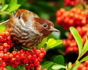 Preview wallpaper bird, mountain ash, sparrow, flowers, branches