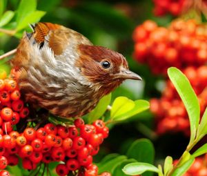 Preview wallpaper bird, mountain ash, sparrow, flowers, branches