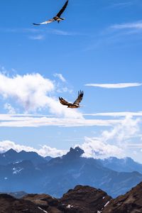 Preview wallpaper bird, mountains, clouds, nature