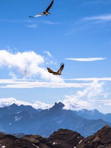 Preview wallpaper bird, mountains, clouds, nature