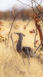 Preview wallpaper bird, nature, africa, trees, grass