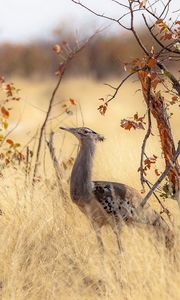 Preview wallpaper bird, nature, africa, trees, grass