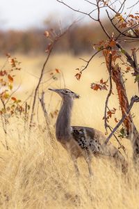 Preview wallpaper bird, nature, africa, trees, grass