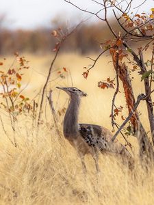 Preview wallpaper bird, nature, africa, trees, grass