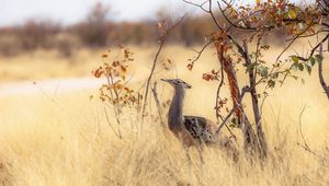 Preview wallpaper bird, nature, africa, trees, grass