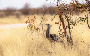 Preview wallpaper bird, nature, africa, trees, grass