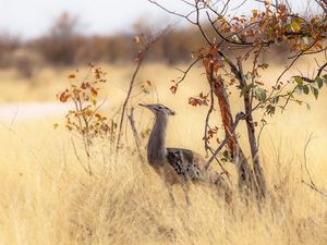 Preview wallpaper bird, nature, africa, trees, grass