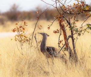 Preview wallpaper bird, nature, africa, trees, grass